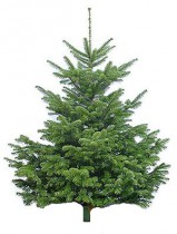Nordmann Fir (Danish Spruce) 200-250sm
